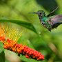 Colibri