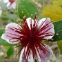 Feijoa